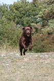 LABRADOR 081